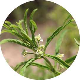 Wild Verbena